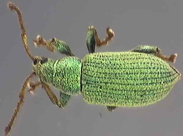 Phyllobius roboretanus